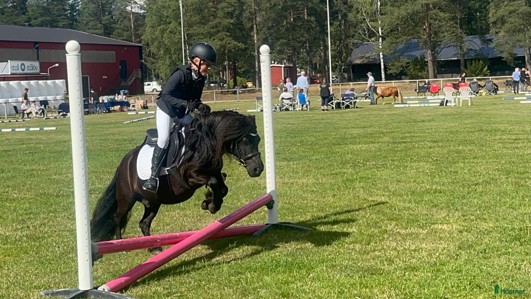 Allround hästar till salu: Barnens bästa vän i Trelleborg - Annons 10