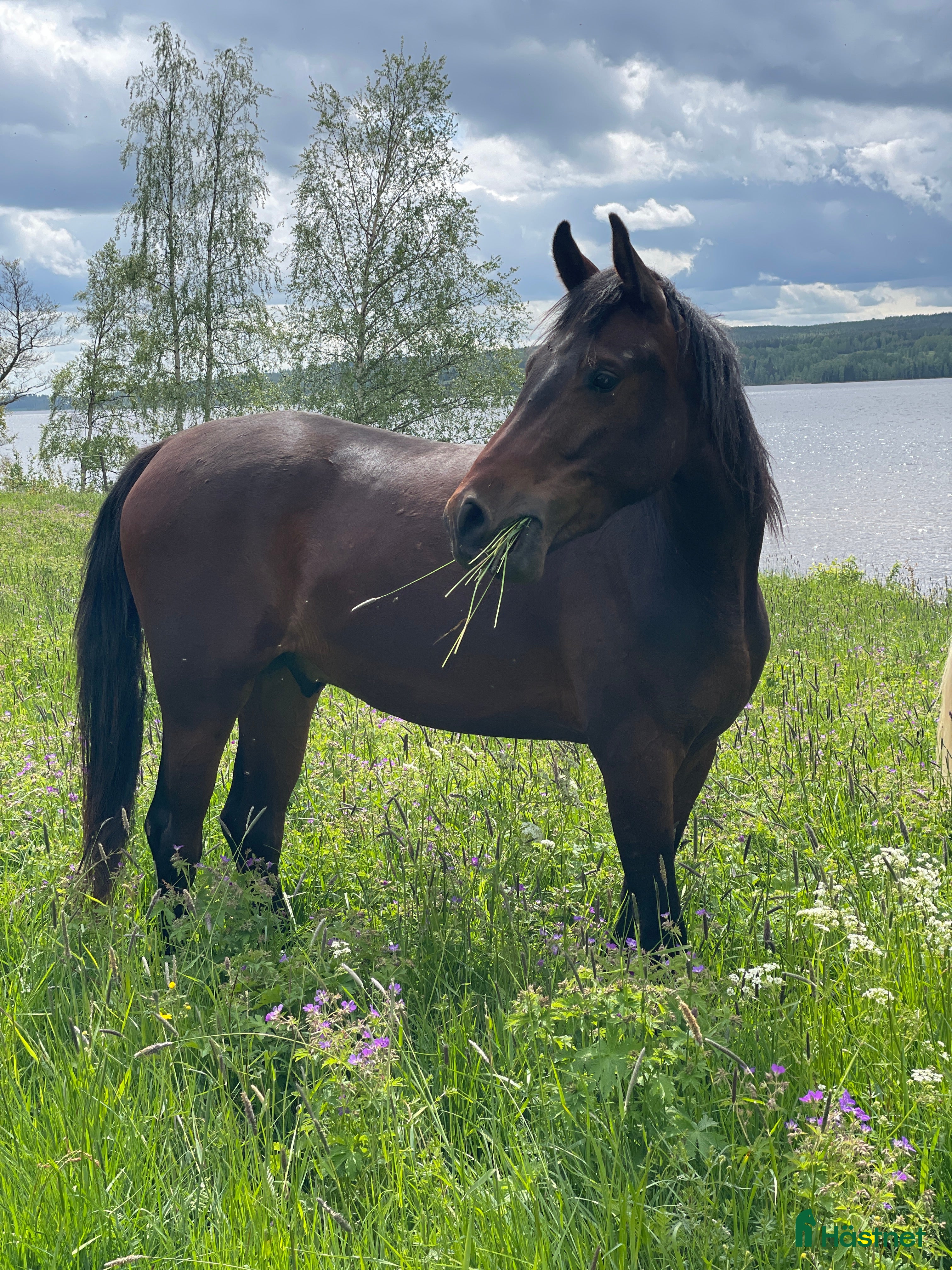  hästar Trevlig Valack  i Nora - Annons 11