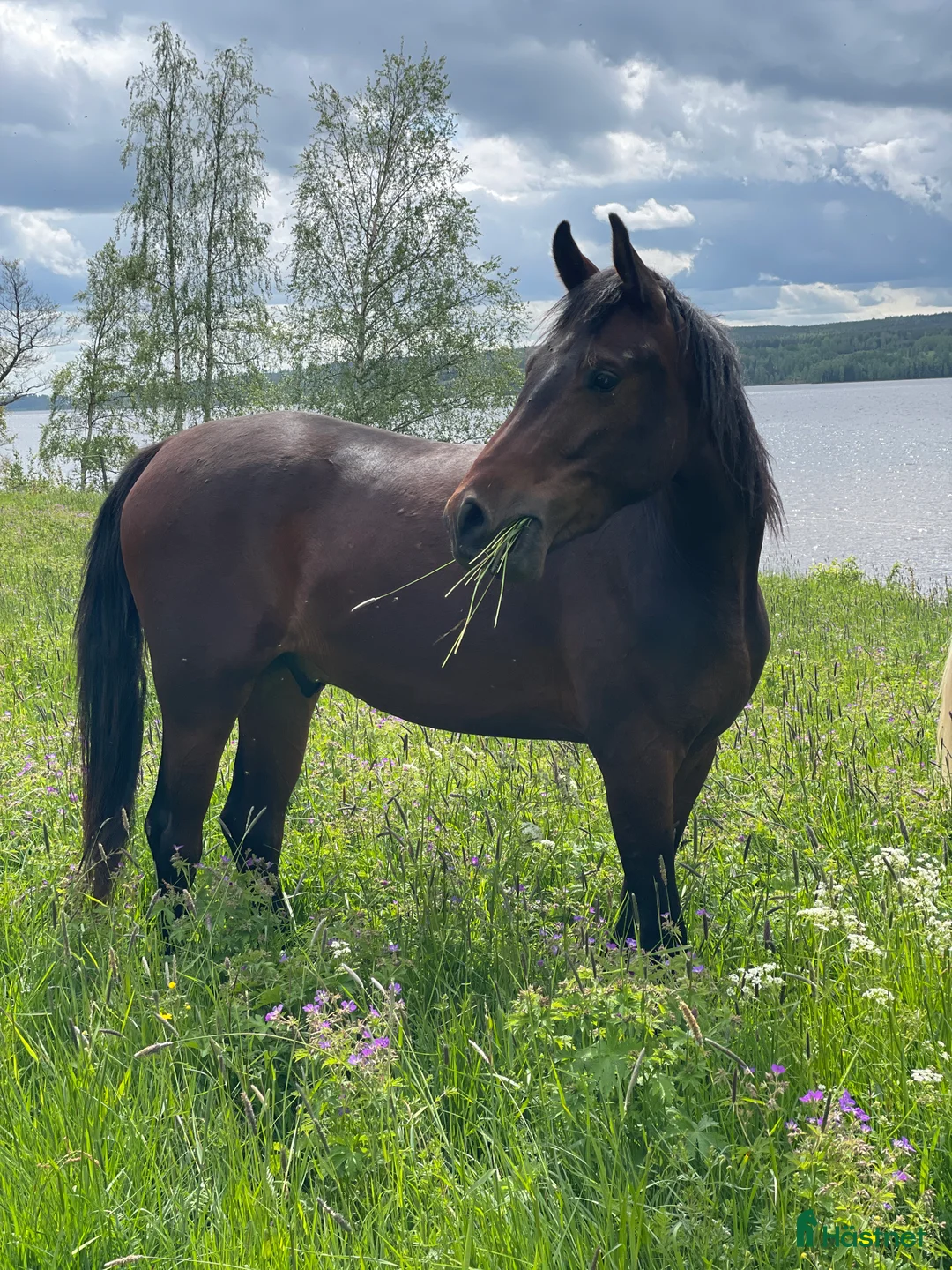 Allround hästar till salu: Trevlig Valack  i Nora - Annons 1