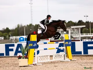 hästservice Utbildning, tävling och försäljning - Annons 1