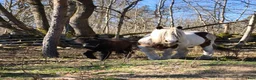 Övrigt hästar till salu: 1-årig hingst - Annons 2