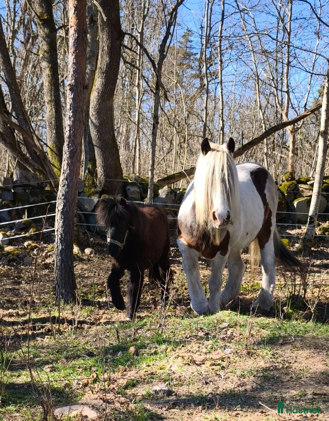Övrigt hästar till salu: 1-årig hingst - Annons 2