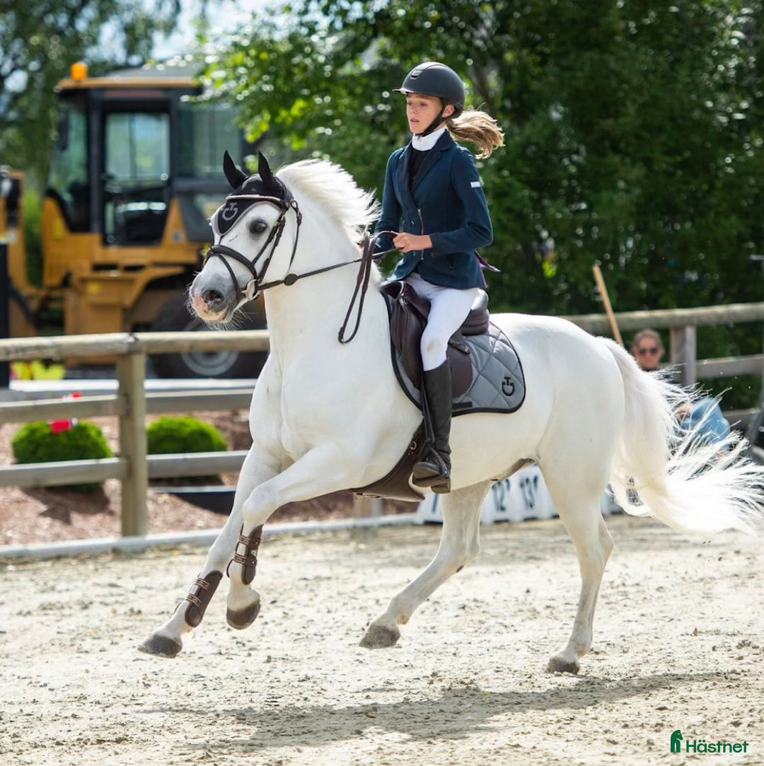 Hoppning hästar till salu: Topp kat.1 ponni til salgs i Bryne - Annons 16