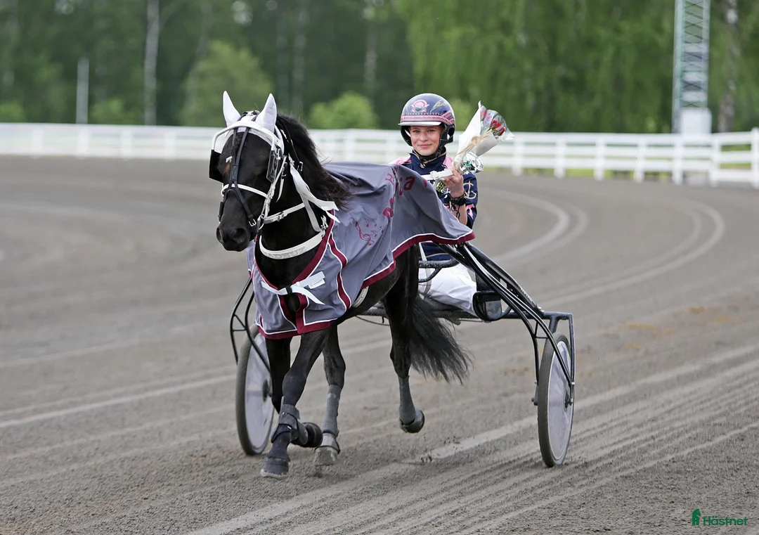 Trav hästar till salu: Ny annons! Vår fina superkille letar ev nytt hem - Annons 5