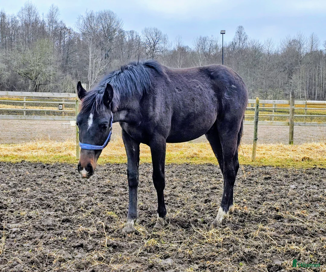 Allround hästar till salu: Åring e.Charif Ek - Annons 1