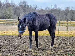 hästar Åring e.Charif Ek - Annons 9