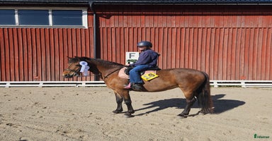  hästar i Kvissleby - Annons 2
