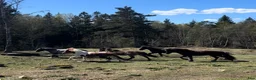  stallplats finnes: Lösdriftsplats Lerum - Annons 5