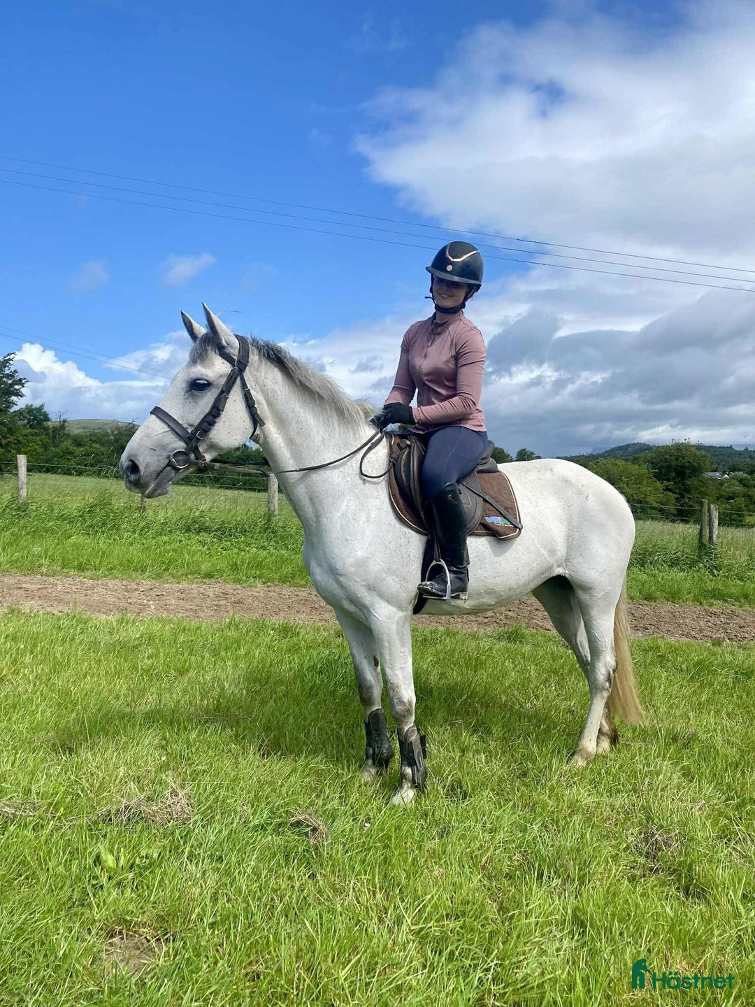 Allround hästar till salu: Selection of Irish ponies i Ljungby - Bild 22