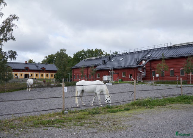 hästar i Järfälla - Annons 1