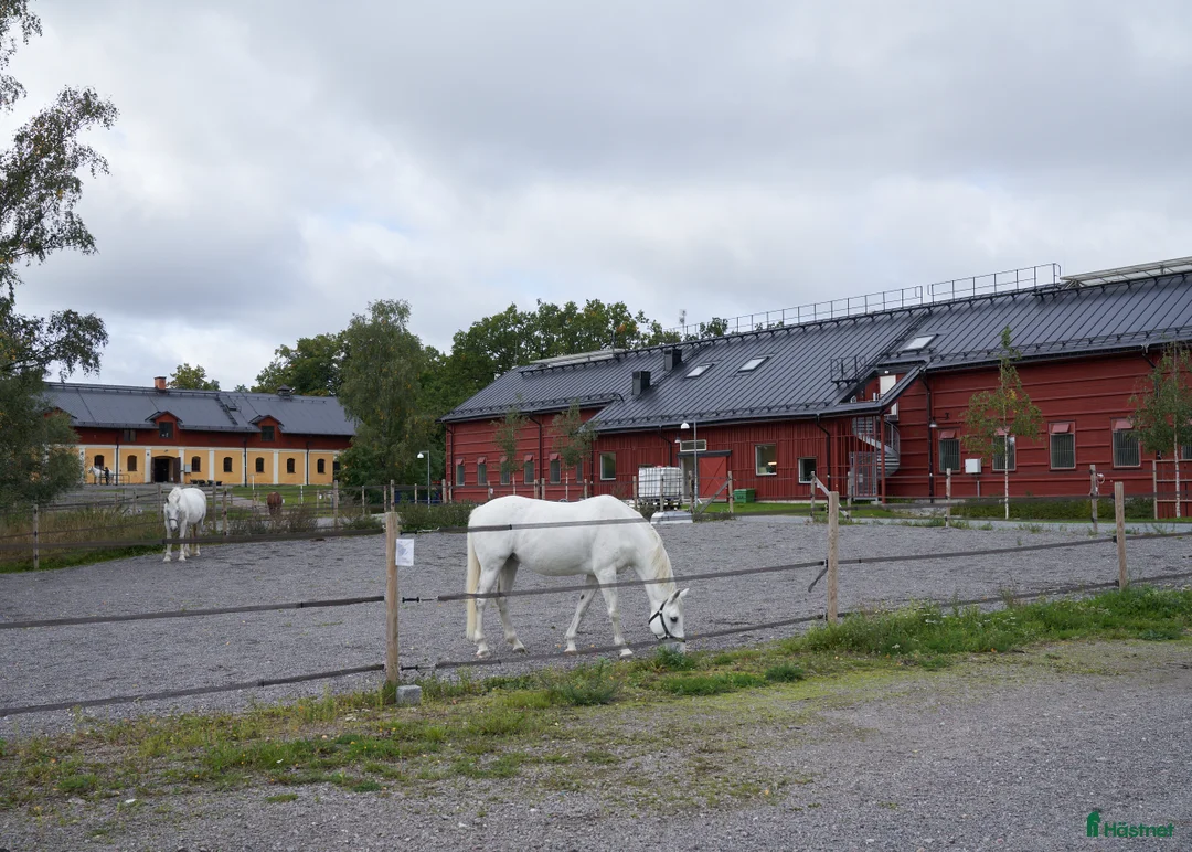 Allround hästar sökes: ⭐️Söker snälla och stabila LB-hästar⭐️ - Annons 1