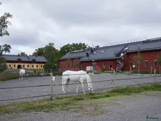 hästar ⭐️Söker snälla och stabila LB-hästar⭐️ - Annons 16