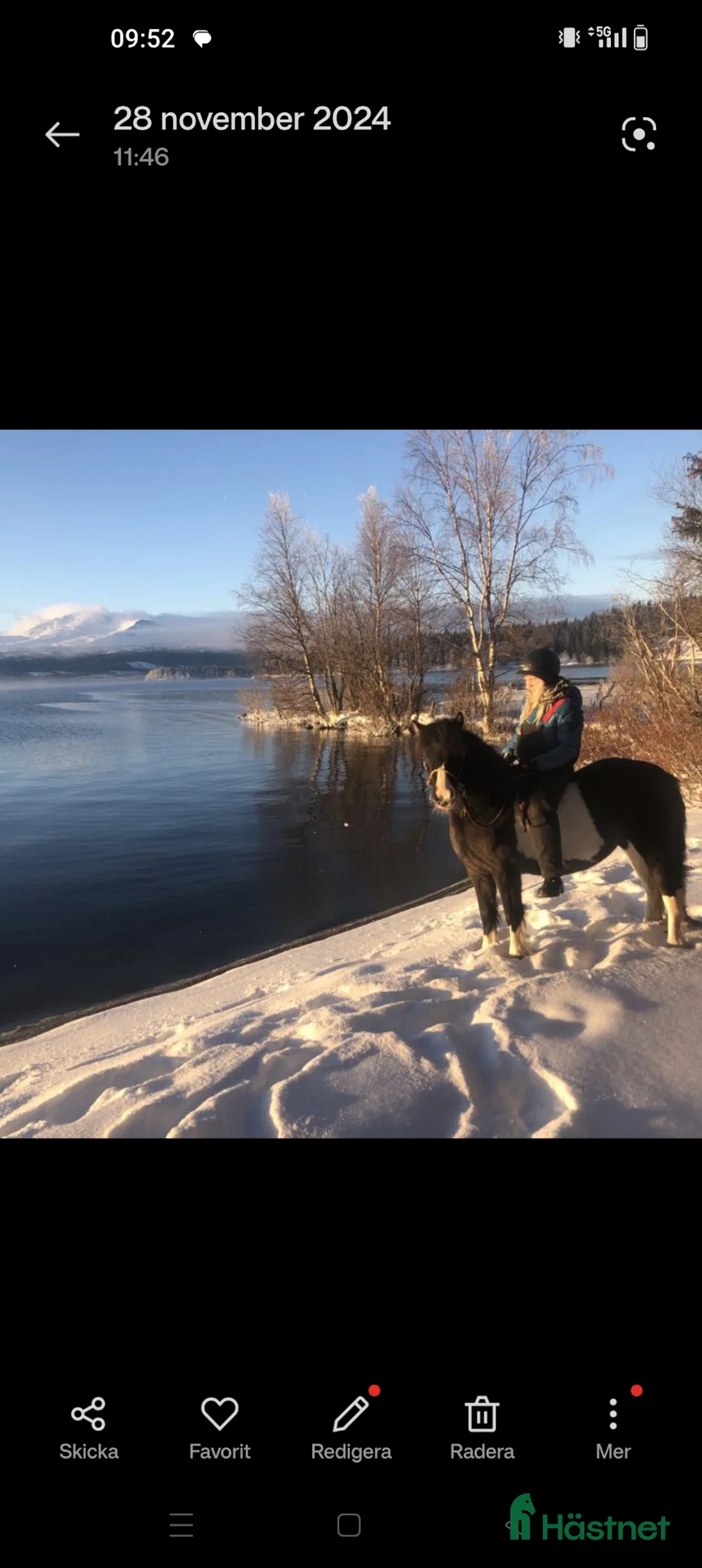 Allround hästar till salu: Irish cob/konik söker fodervärd - Annons 2