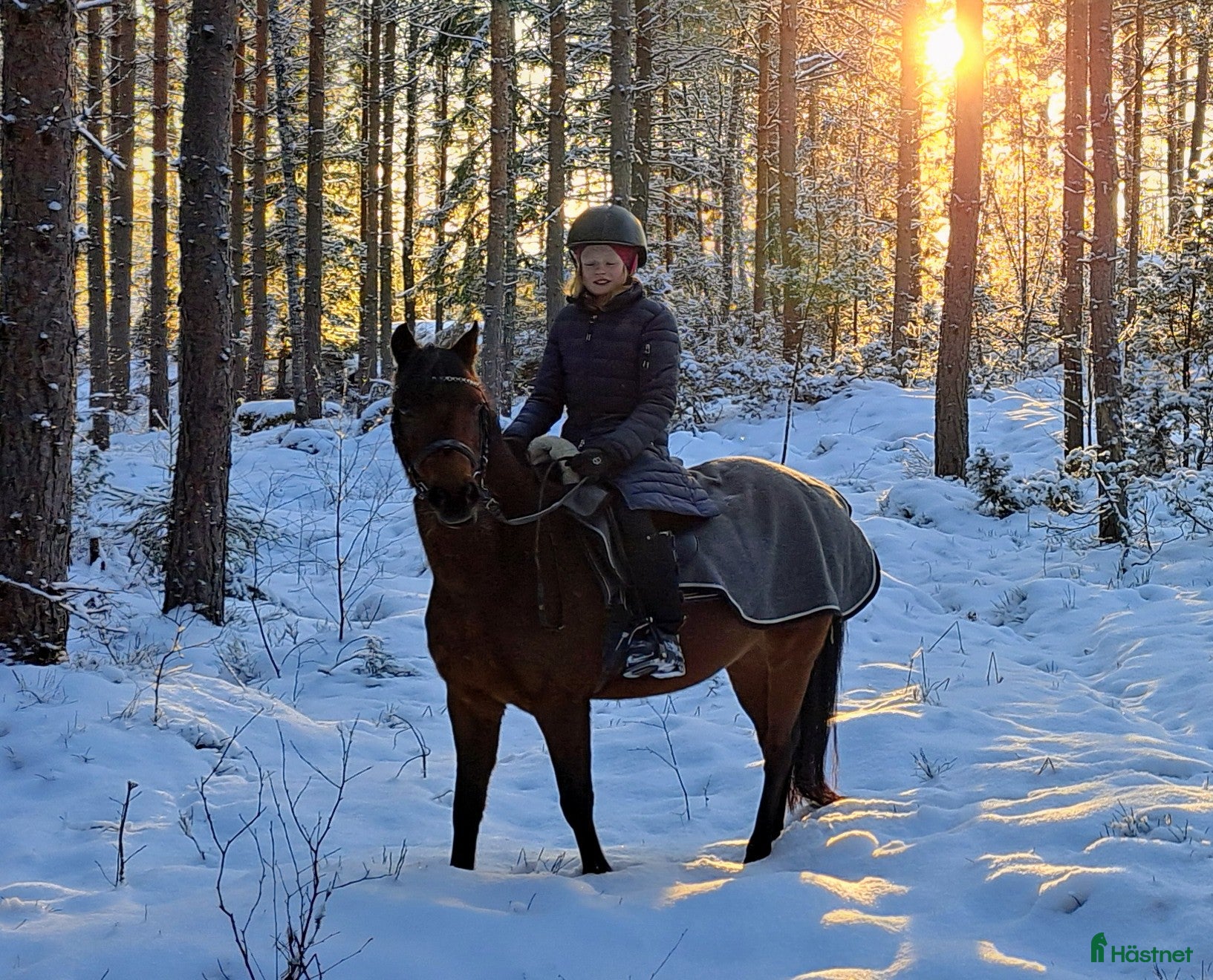  hästar Fantastisk läromästare - Annons 12