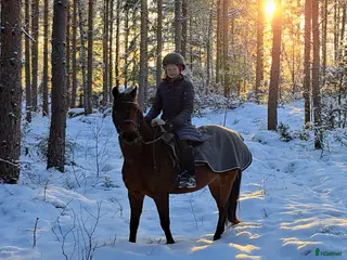 hästar Fantastisk läromästare - Annons 12