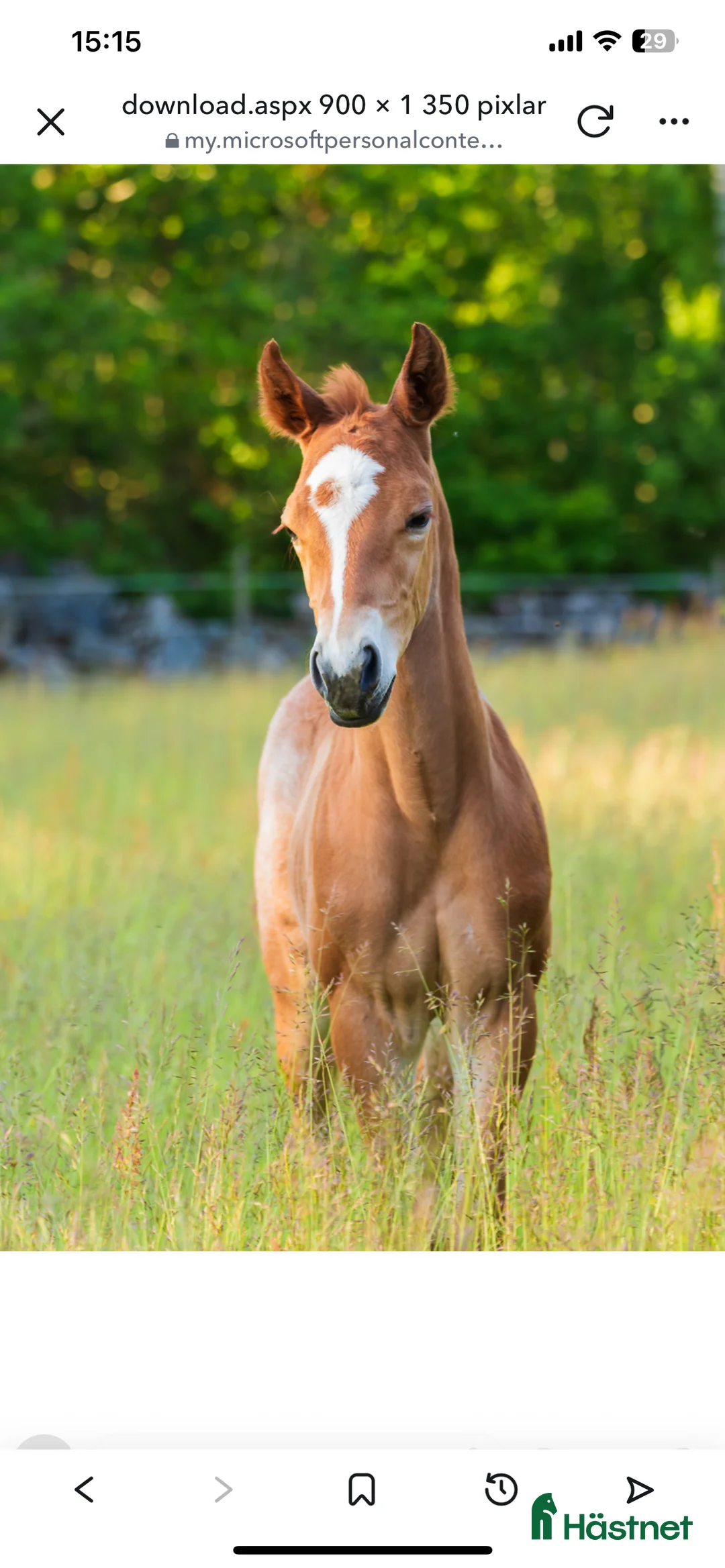 Western hästar till salu: Ett ämne för framtiden  - Annons 2