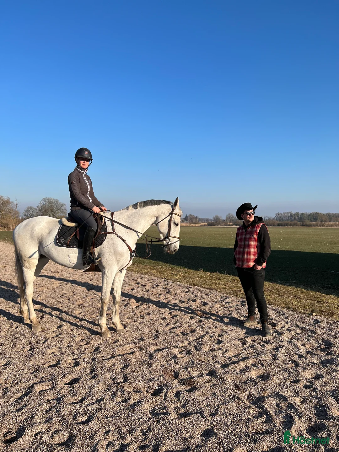 Övrigt hästar till salu: Fint Zangersheide sto i Vadstena - Annons 1