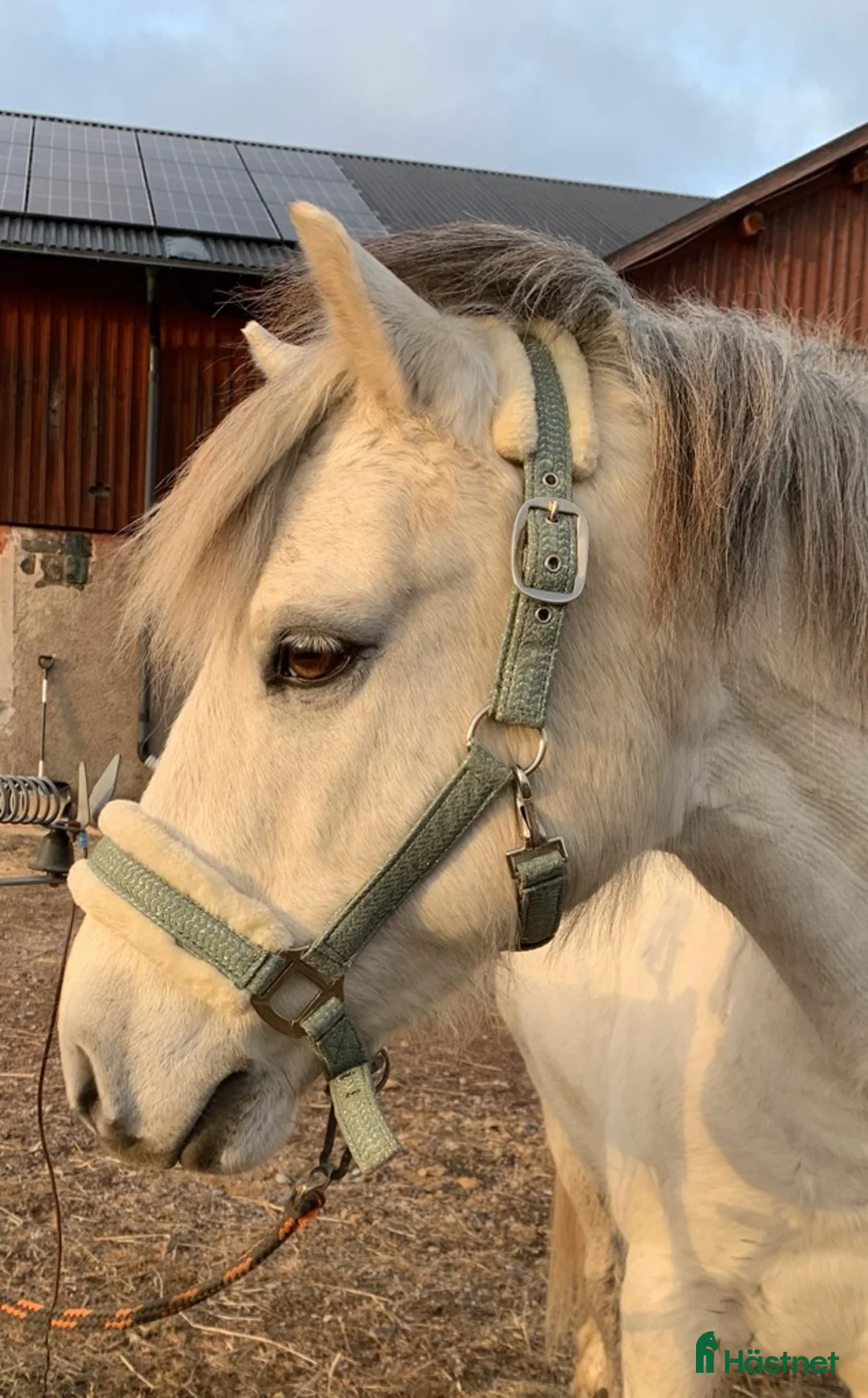 Allround hästar till salu: Trygg bästa kompis - Annons 2