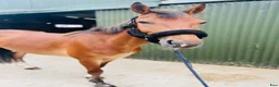 Allround hästar till salu: Kind and easy D pony - Annons 7