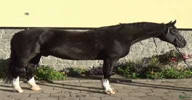  hästar i Örsundsbro - Annons 8