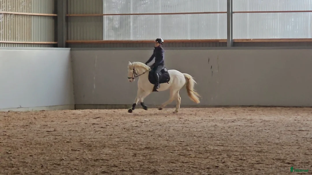 Allround hästar till salu: Speciell sportponny  - Annons 5