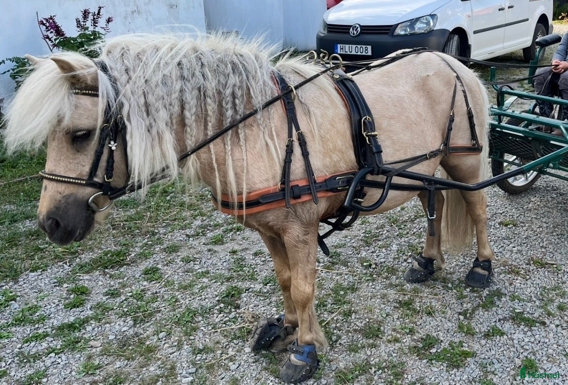  medryttarhäst finnes: Utbildad barnponny - Annons 1