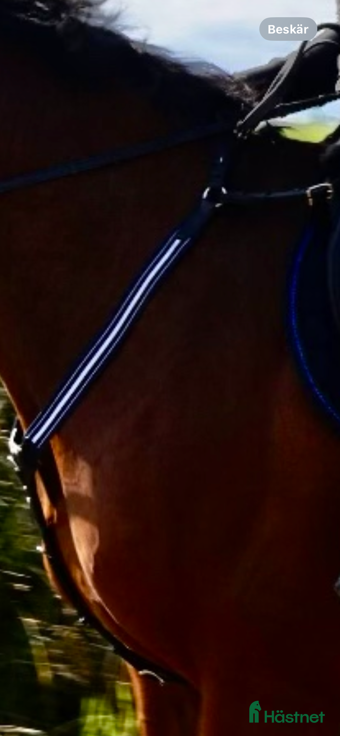 Sadeltillbehör hästutrustning till salu: Förbygel från Antares i Kil - Annons 1