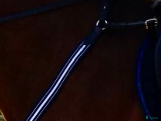 Sadeltillbehör hästutrustning till salu: Förbygel från Antares i Kil - Annons 2