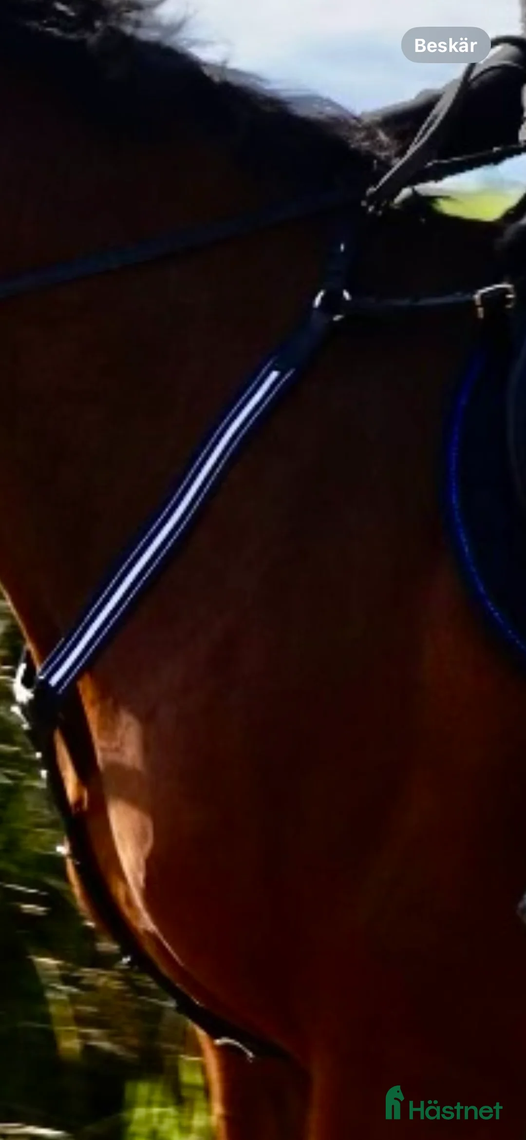 Sadeltillbehör hästutrustning till salu: Förbygel från Antares - Annons 1