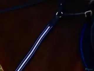 Sadeltillbehör hästutrustning Förbygel från Antares - Annons 2