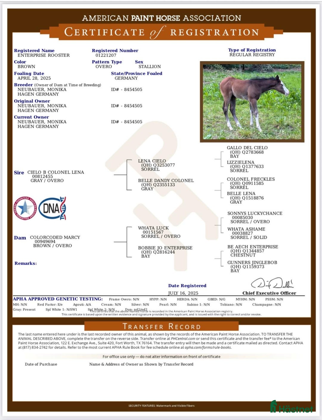 Western hästar till salu: Enterprise Rooster - Frosty i Lund - Annons 2
