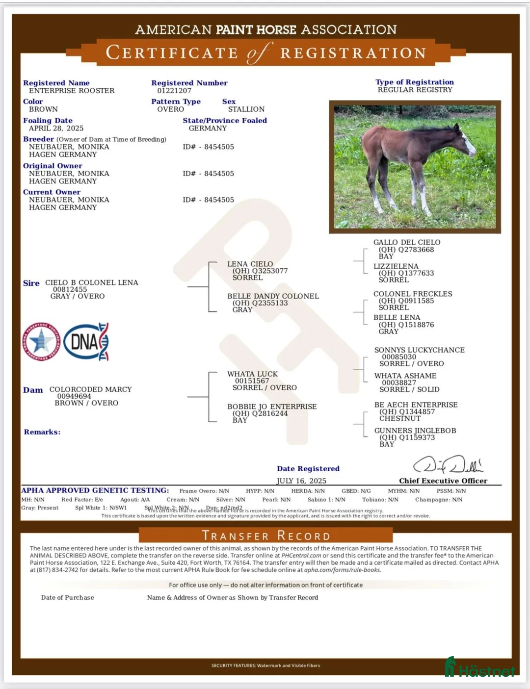 Western hästar till salu: Enterprise Rooster - Frosty i Lund - Annons 2