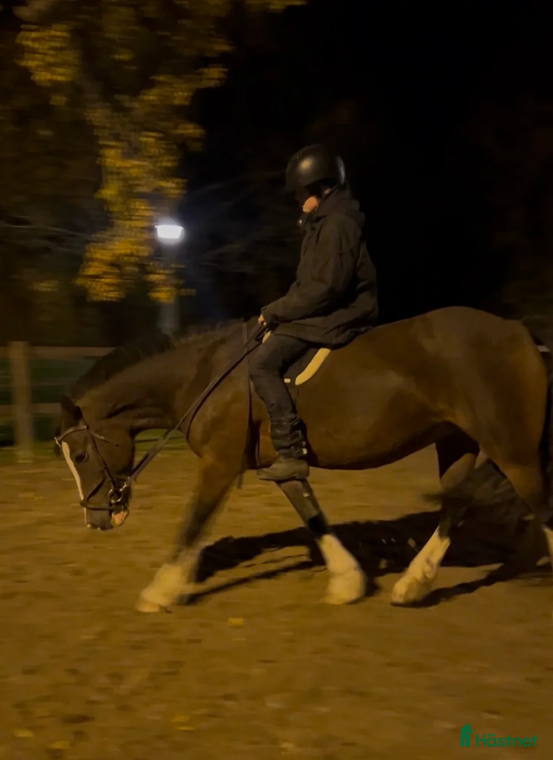  medryttarhäst finnes: Meriterat sto, medryttare för igångsättning - Annons 4