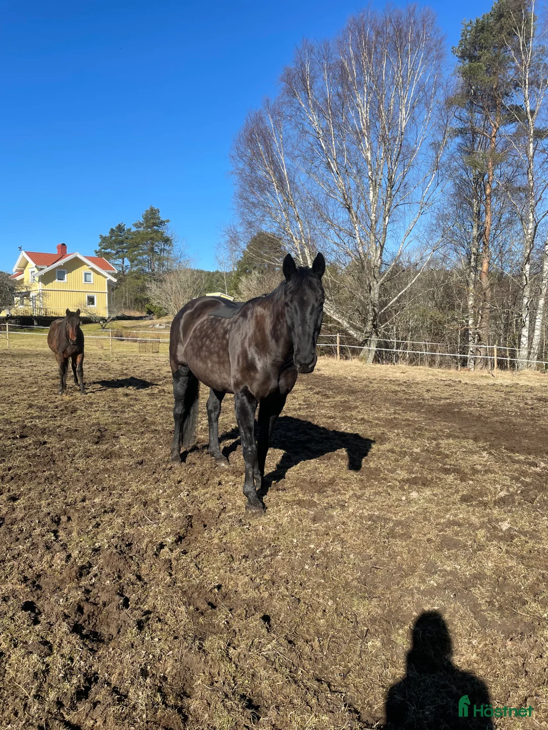 Sällskap hästar till salu: Stallets favorit - Annons 2