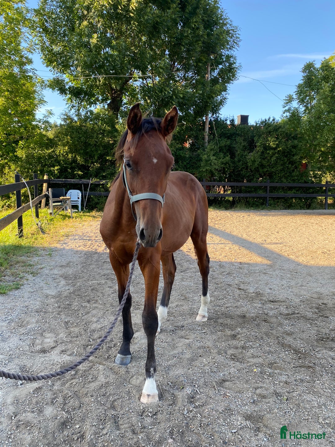 Hoppning hästar till salu: Valack född -24 efter El Barone 111 Z  i Mariefred - Annons 3