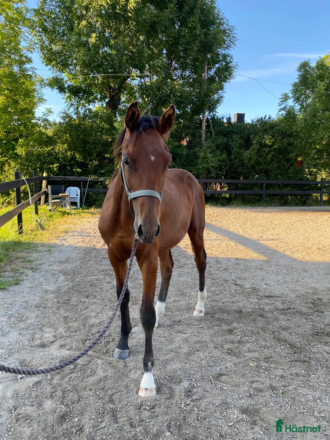 Hoppning hästar till salu: Valack född -24 efter El Barone 111 Z  - Annons 3