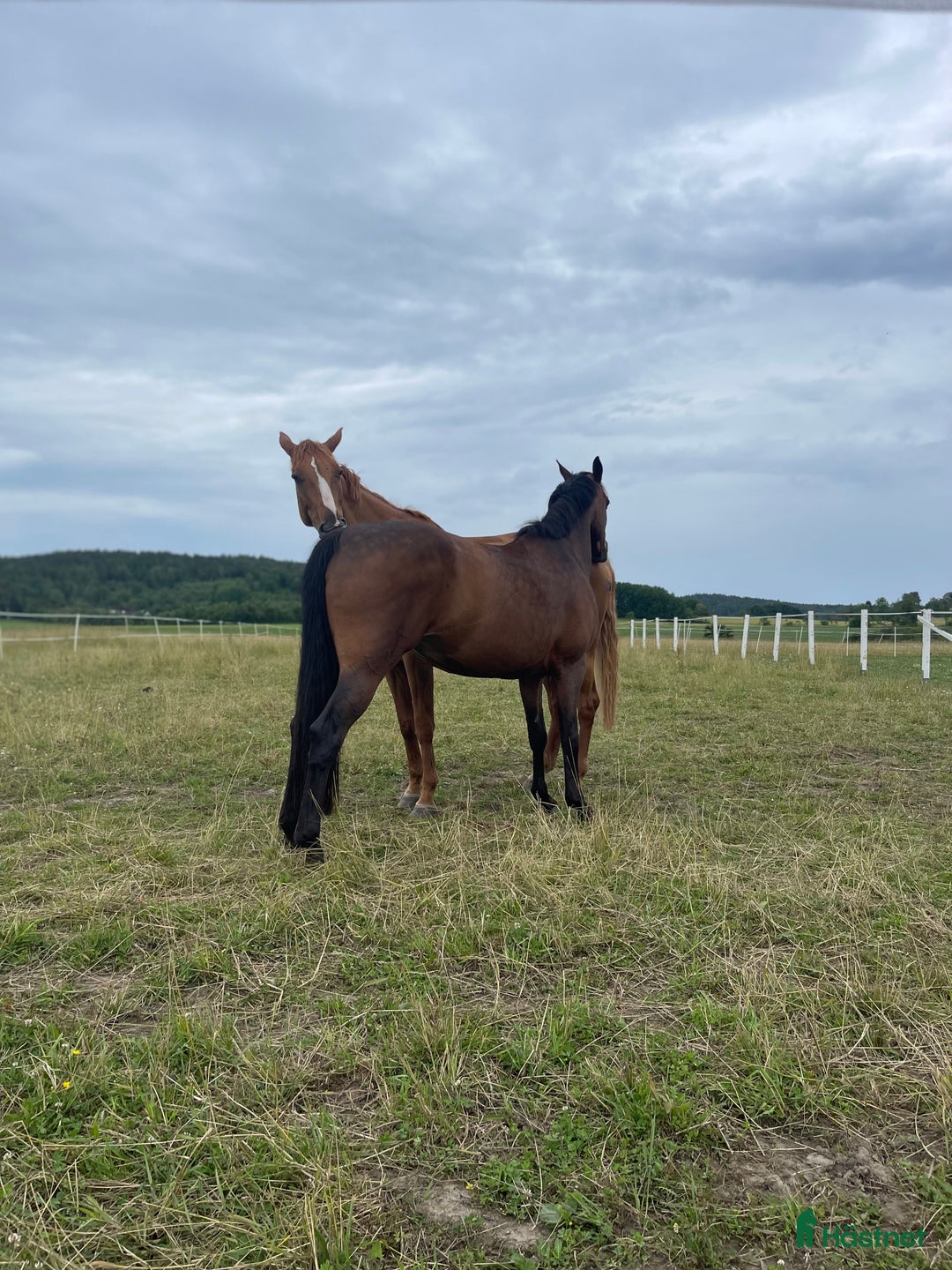  stallplats finnes: 1 eller 2 helinackoderingsplatser erbjudes i Vallda - Annons 7
