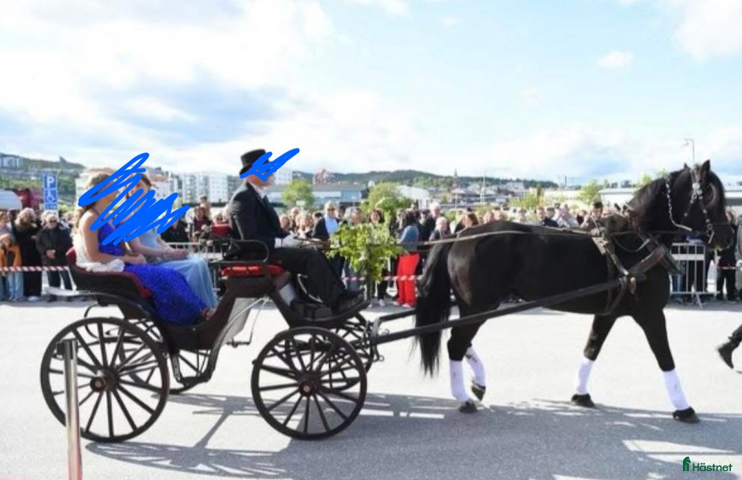 Allround hästar till salu: Allround häst, riktig toppenkille i Tungelsta - Annons 2