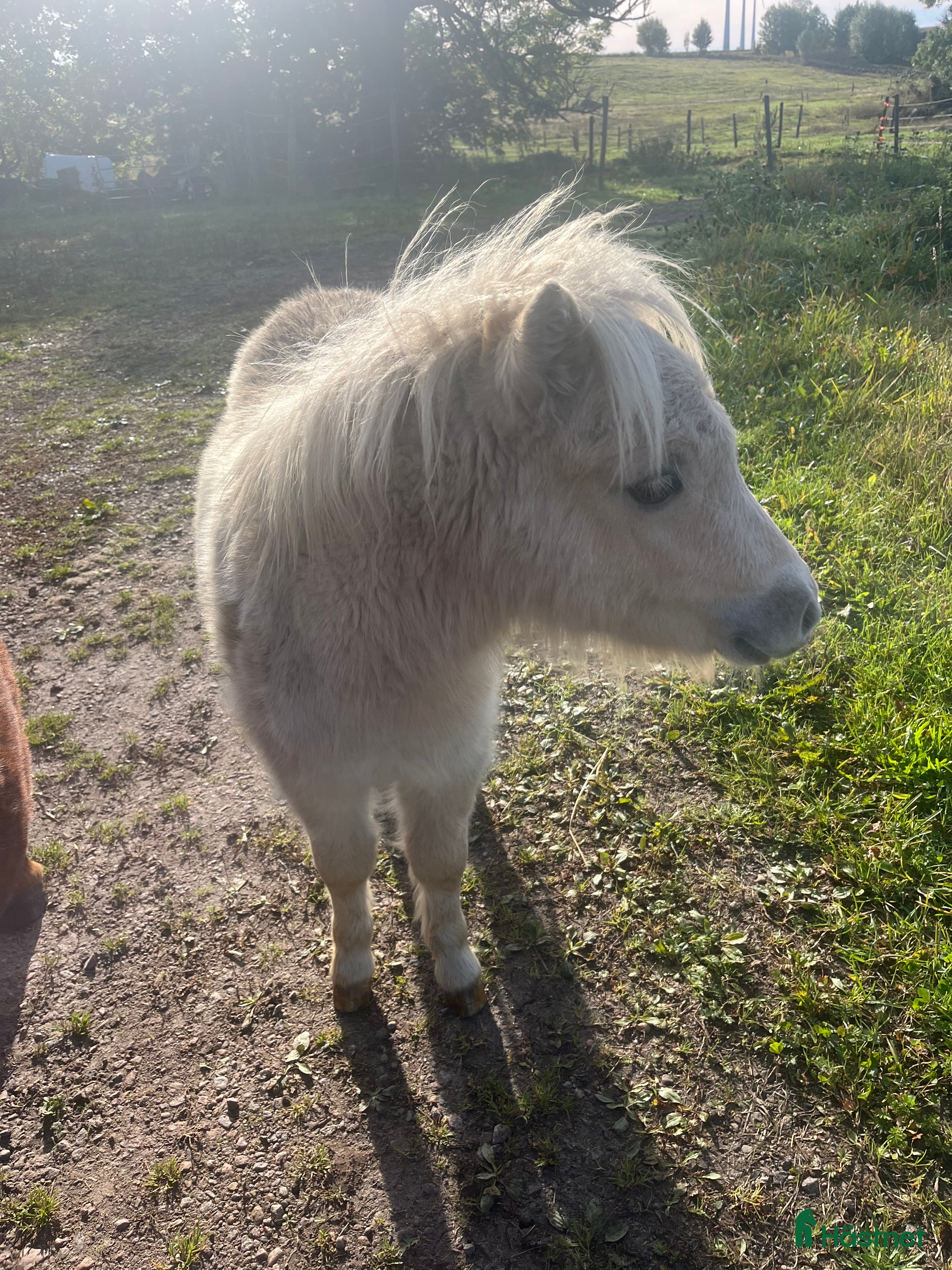 Övrigt hästar till salu: Minishetland föl i Falköping - Annons 3