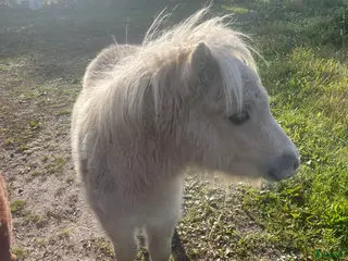 Övrigt hästar till salu: Minishetland föl i Falköping - Annons 3