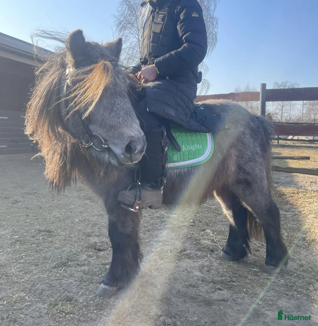 Allround hästar till salu: En underbart sällskaplig liten häst! - Annons 6