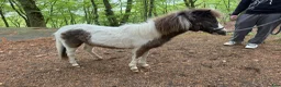 Allround hästar till salu: Charmiga Ludwig af Berget – Ett framtidsämne! - Annons 3