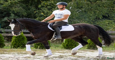  hästar i Örsundsbro - Annons 12