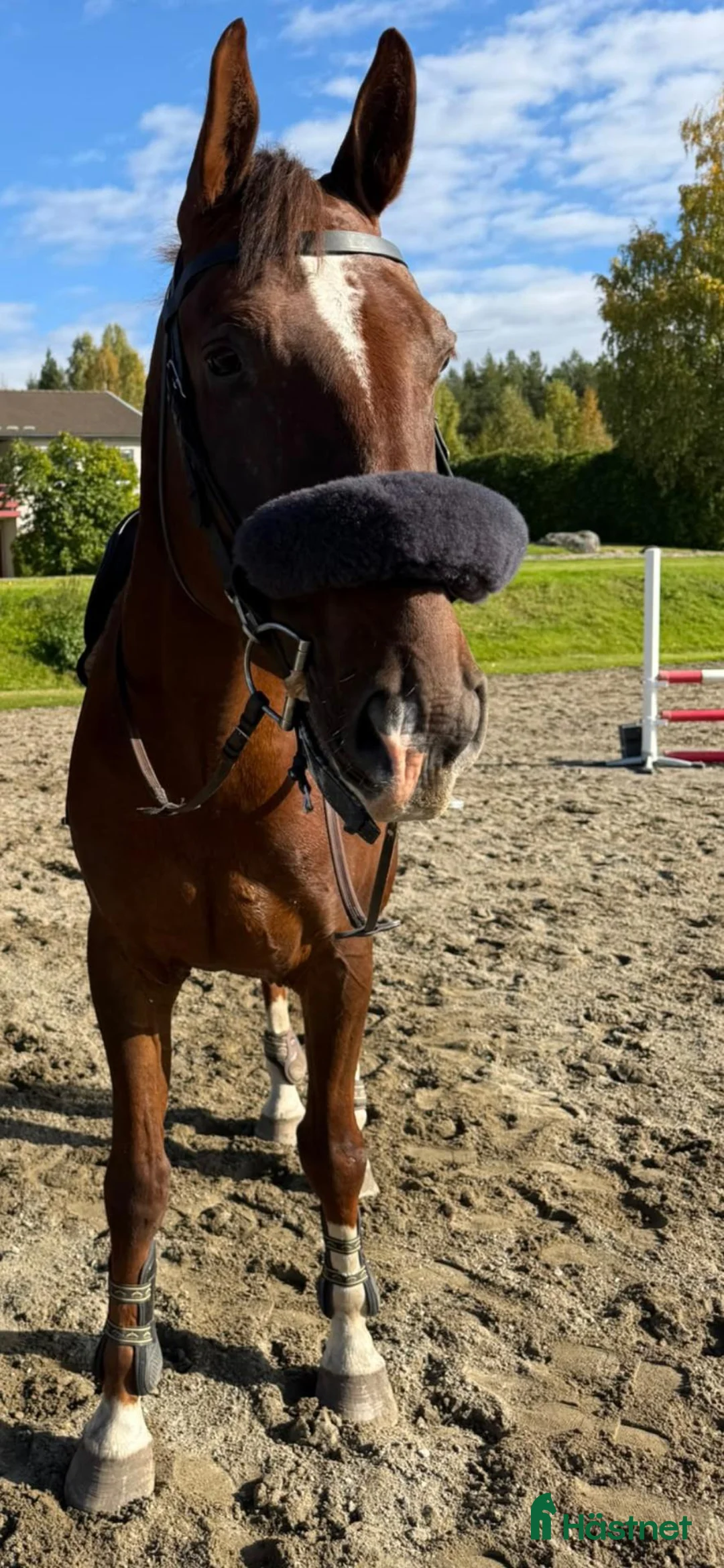 Dressyr hästar till salu: Super trevlig kille till Dressyr eller Hoppning🧡 - Annons 1