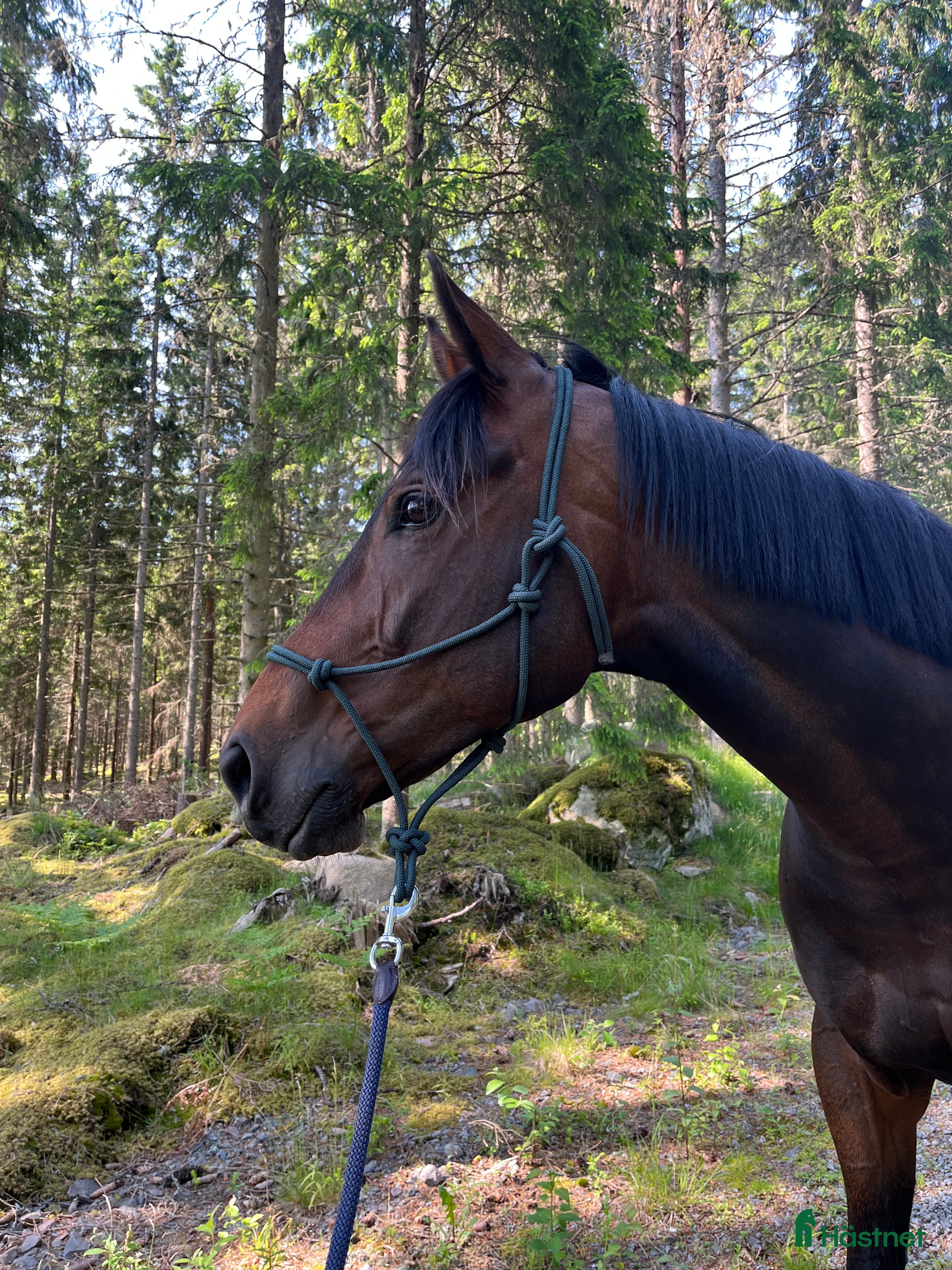  hästar Sportig häst  - Annons 2