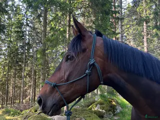 hästar Sportig häst - Annons 2