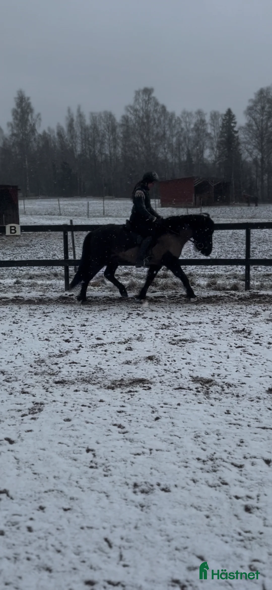 Island hästar till salu: Thor-Björn - pampig valack med potential  i Söderbärke - Annons 2