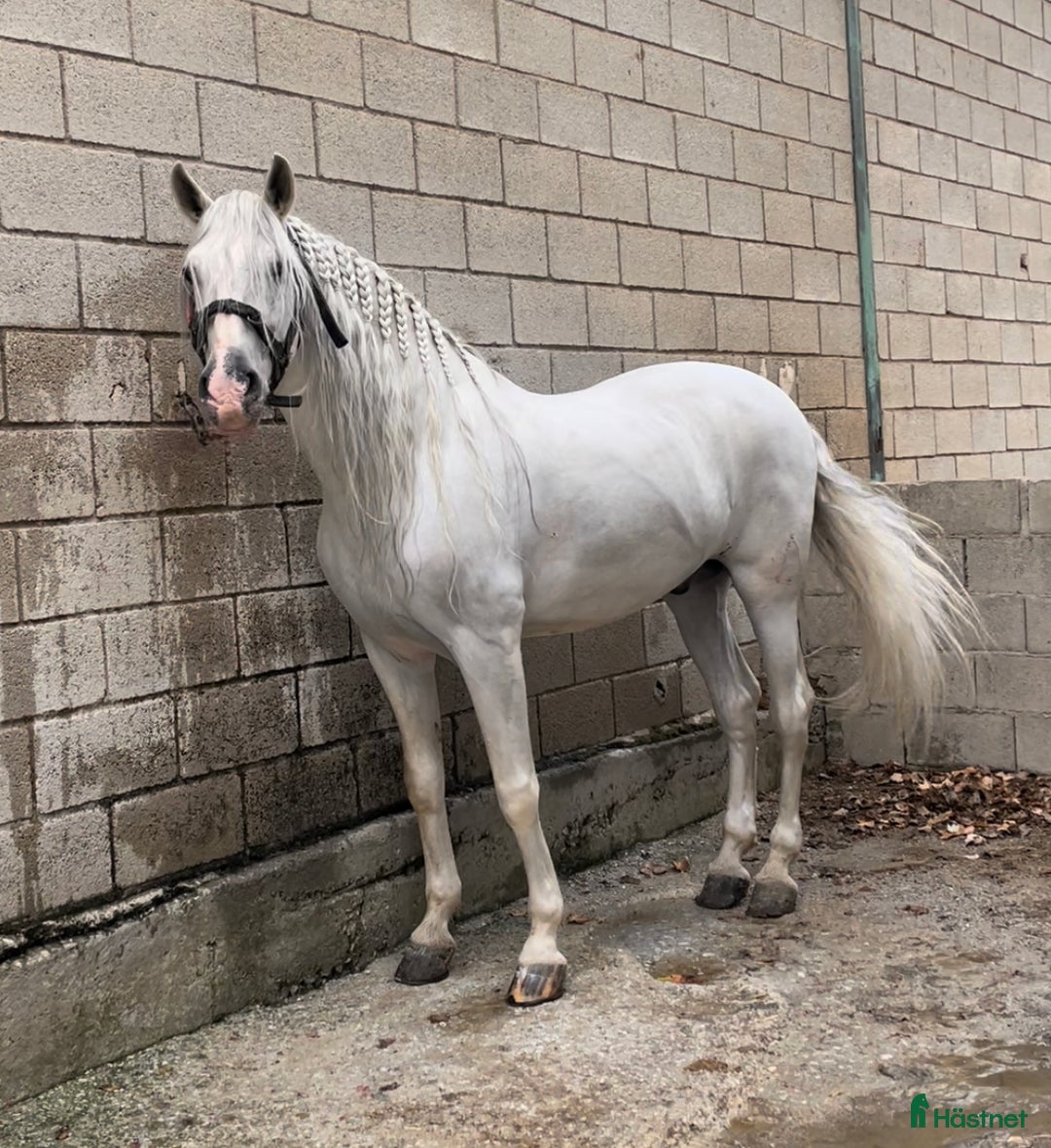 Avelshästar hästar till salu: PRE Avelshingst med dom äldsta blodslinjerna  i Hägersten - Annons 7