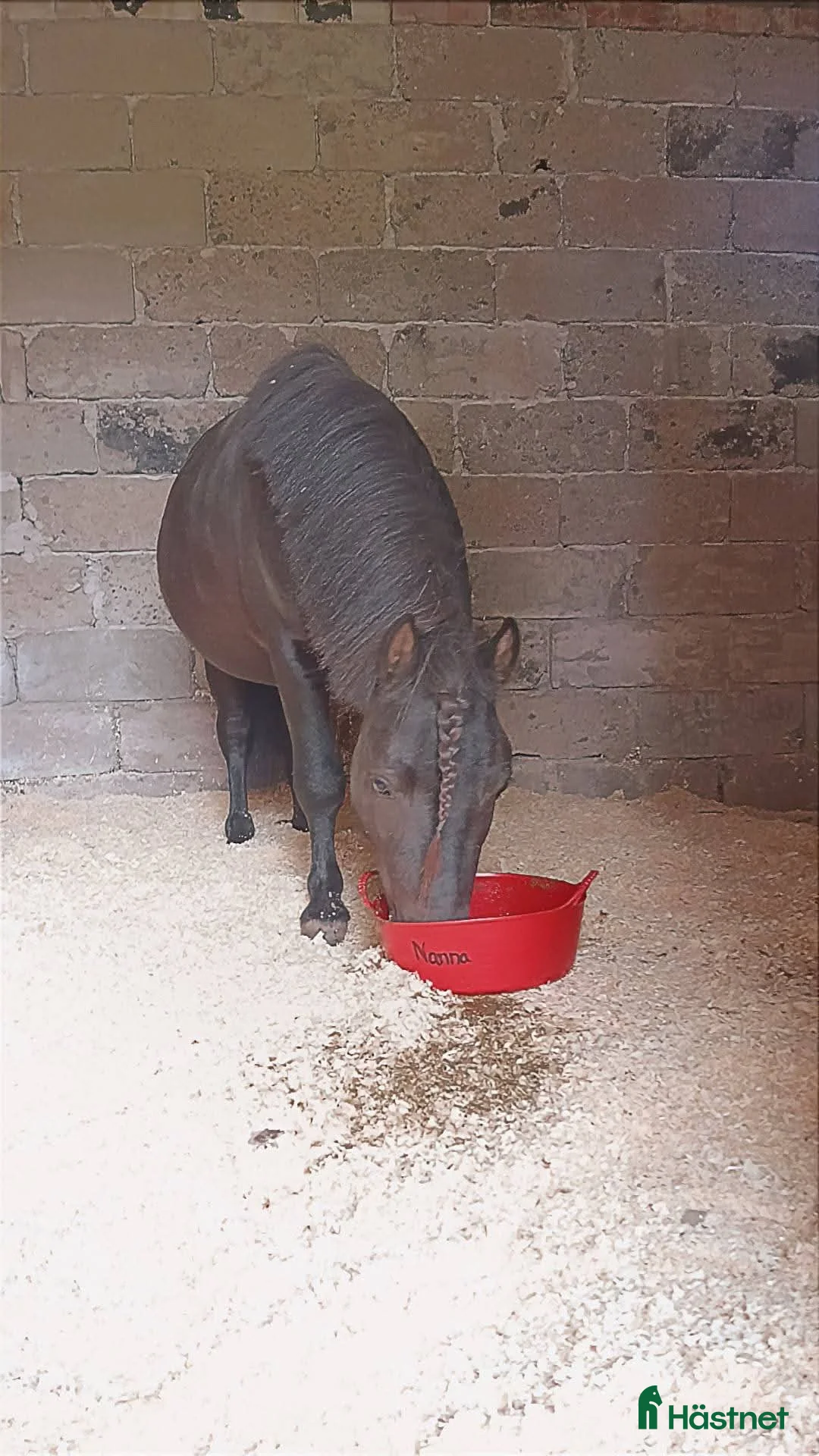 Sällskap hästar till salu: Fin försiktig kille ♥️ i Kopparberg - Annons 2