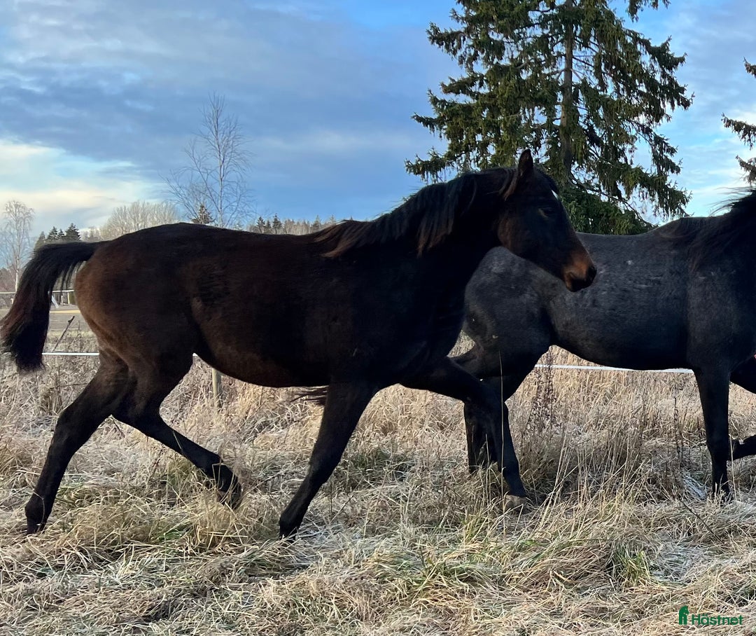 Dressyr hästar till salu: Fantastiskt ungsto säljes! i Skultuna - Annons 2
